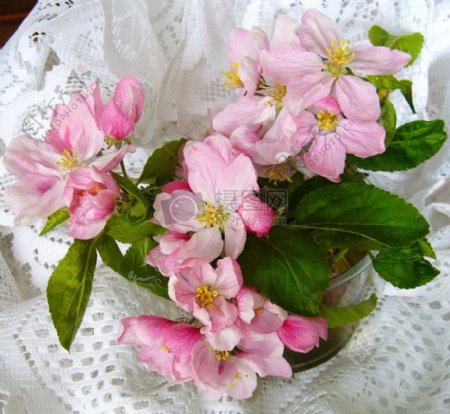 鲜艳的粉色花朵