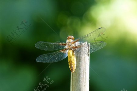 木桩上的蜻蜓