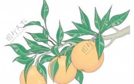 柑橘类水果3