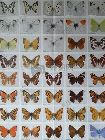 丰富多彩的蝴蝶种类