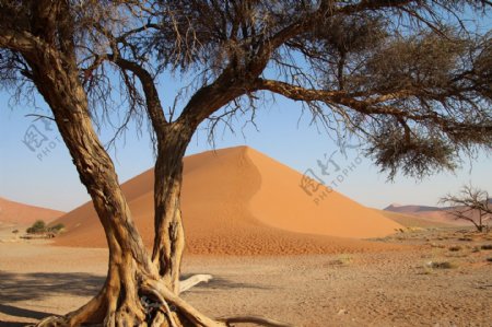沙漠风景树木背景图片