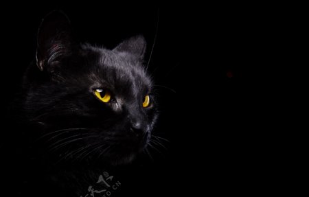 黑色背景与猫咪