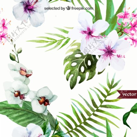 白色扶桑花和蝴蝶兰