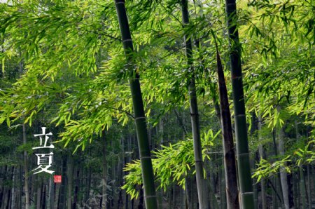 立夏二十四节气竹林图片
