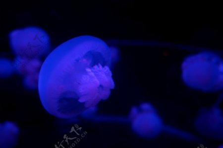 海底透明蓝光水母