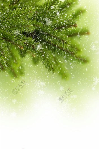 冬天绿色的云杉