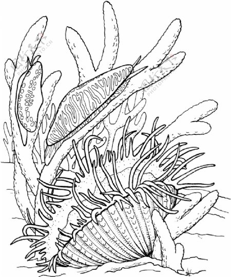海贝海螺018