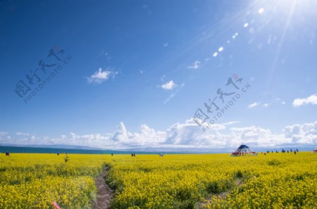 青海湖油菜花图片