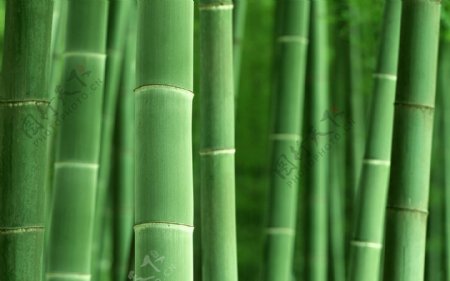 竹子素材超绿