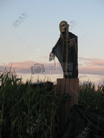 swhalloweenskeletoncornfield.jpg