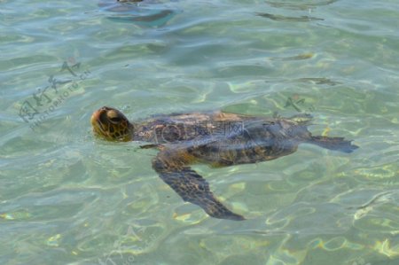 水面上的海龟