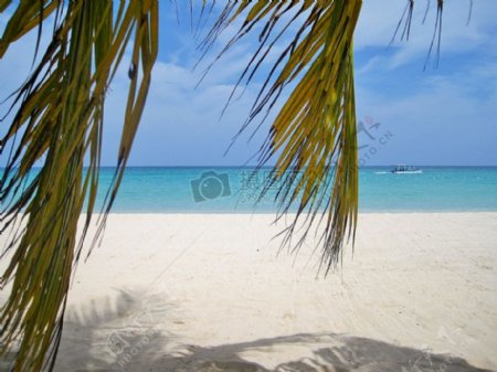 沙滩上的棕榈树