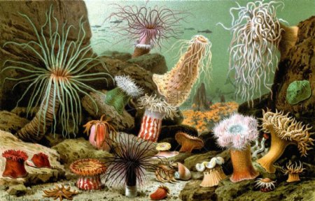 种类繁多的珊瑚