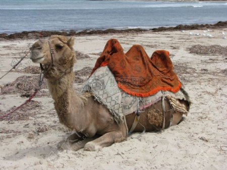 沙滩上的骆驼