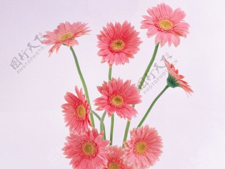 位图植物插画植物花卉花朵免费素材