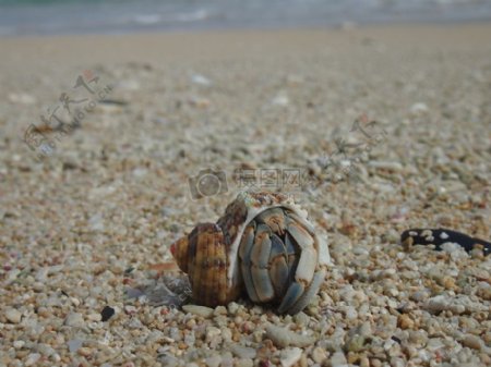 海滩上的螃蟹