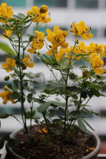 花盆里的黄色蝴蝶兰