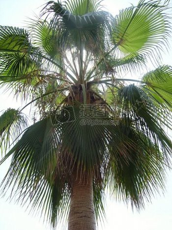 白色背景下的棕榈树