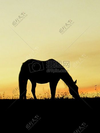 夕阳下的小马
