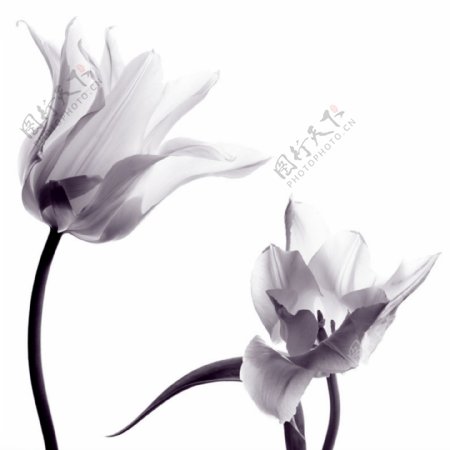 黑白质感大气花朵背景图