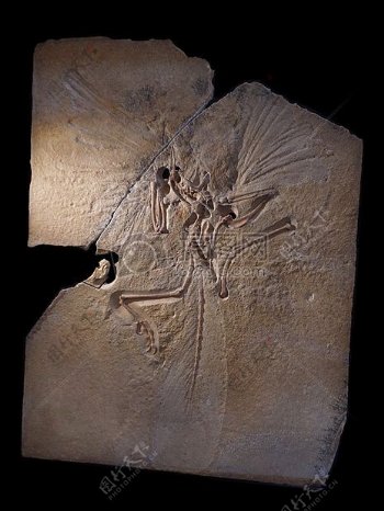 化石上的始祖鸟