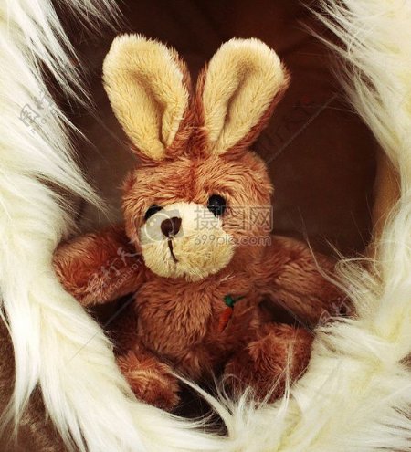 可爱的棕色小兔