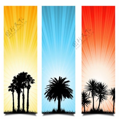 夏天的背景与棕榈树的剪影