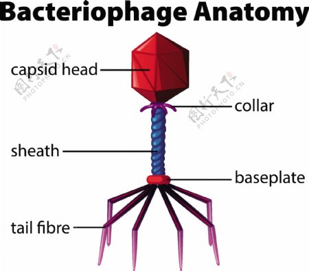 噬菌体解剖图