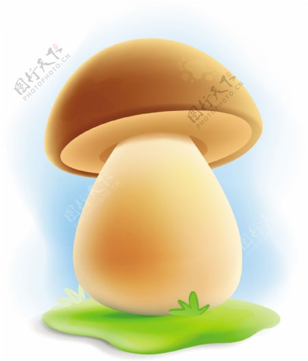 生长在草地上的棕色小蘑菇
