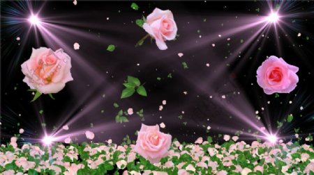 飘舞的玫瑰花婚礼场景动态mov视频素材