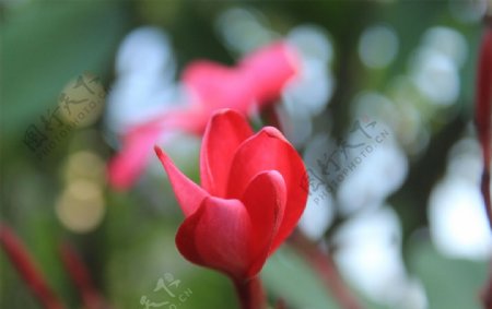 一朵小红花