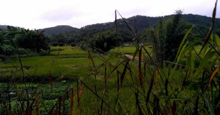 雨天的田园竹林延时摄影