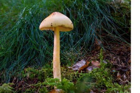 森林伞状蘑菇