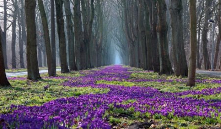 树林中的紫色鲜花