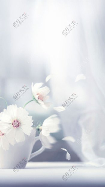 清新白色花朵H5背景素材