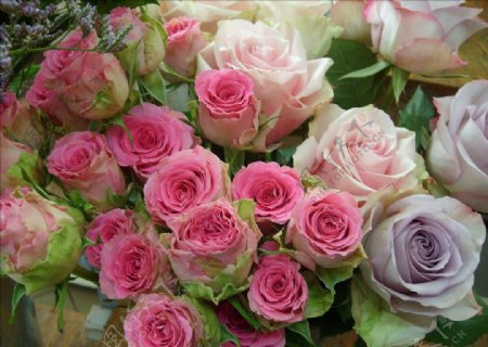 粉色玫瑰插花