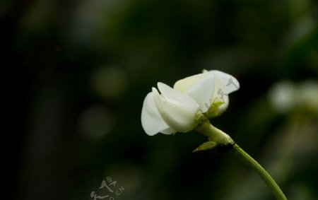豆角花