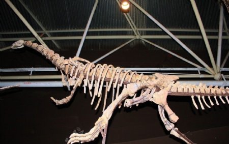 禄丰恐龙化石