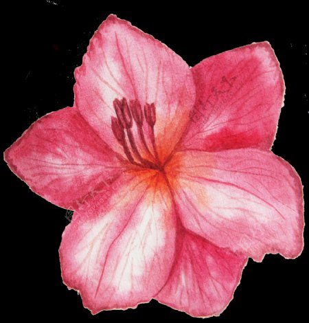粉色浪漫花卉png透明素材