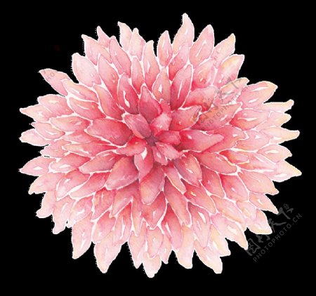 粉色生长花卉png透明素材