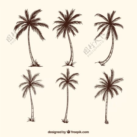棕榈树素描