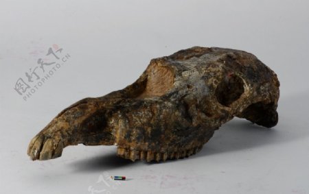 牛头骨化石标本