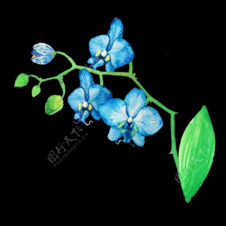 蓝色清新花卉透明装饰素材