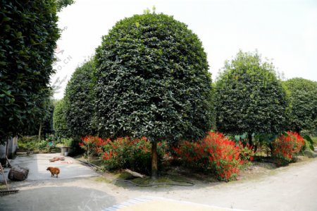 桂花树