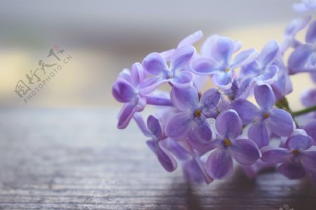 蓝紫色风信子花卉摄影