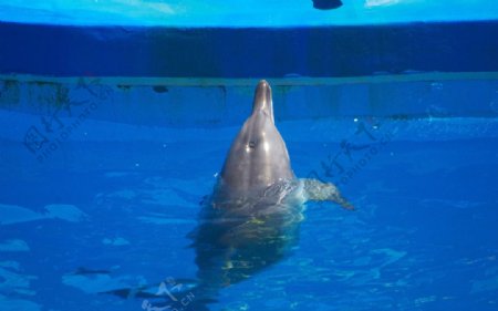 海豚表演浮头