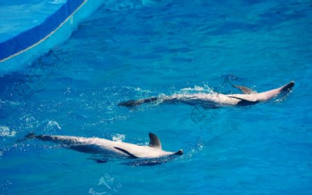 海豚仰泳