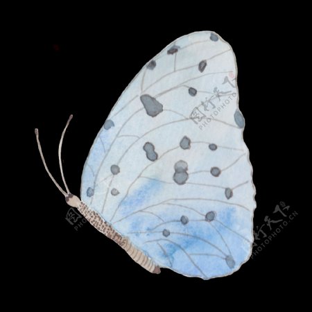 蓝色蝴蝶透明装饰图案