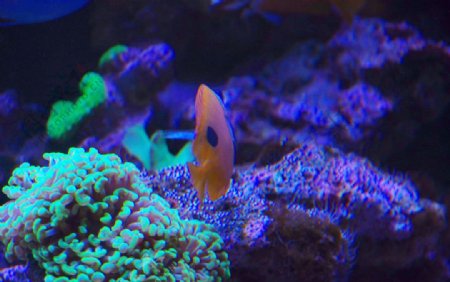 珊瑚礁蝴蝶鱼