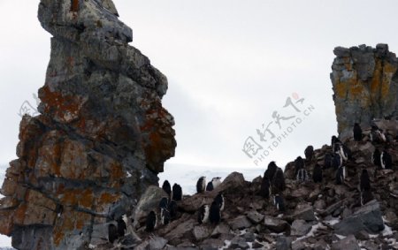 南极洲岛屿帽带企鹅群